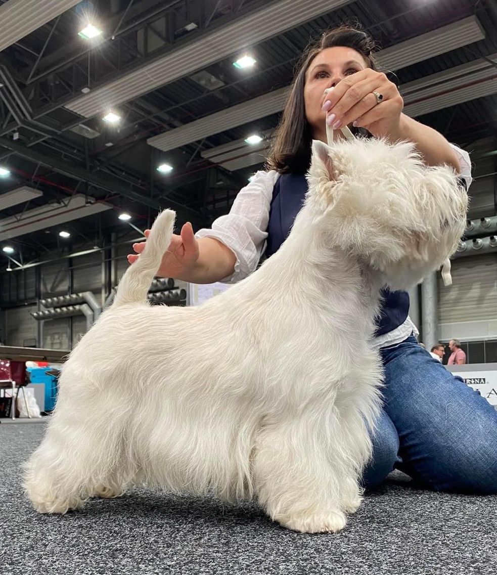 Hundesalon Fell Fee Fassade auf dem Kaßberg